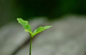 Time lapse reveals the hidden dance of roots