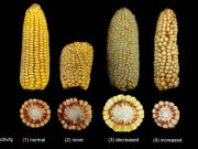 Tweaking corn kernels with CRISPR