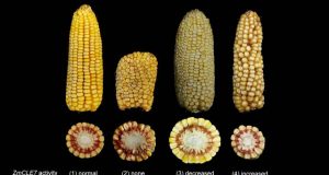 Tweaking corn kernels with CRISPR