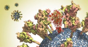 Unravelling the coronavirus structure