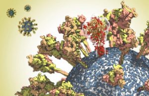 Unravelling the coronavirus structure