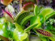 Venus flytraps found to produce magnetic fields