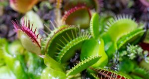 Venus flytraps found to produce magnetic fields