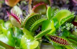Venus flytraps found to produce magnetic fields