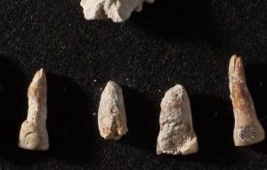 An ancient Maya ambassadors bones show a life of privilege and hardship