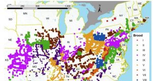 Billions of cicadas may be coming soon to trees near you