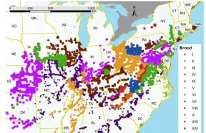 Billions of cicadas may be coming soon to trees near you
