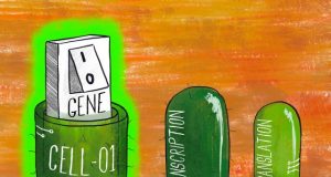 Bioengineers learn the secrets to precisely turning on and off genes