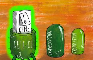Bioengineers learn the secrets to precisely turning on and off genes