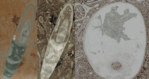 Cephalopods Older than previously thought