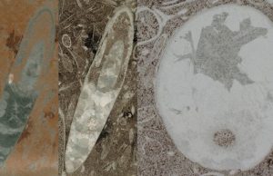 Cephalopods Older than previously thought