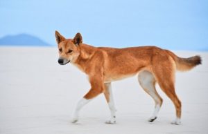 Dogs not gone wild