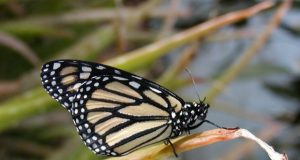 Dramatic decline in western butterfly populations linked to fall warming