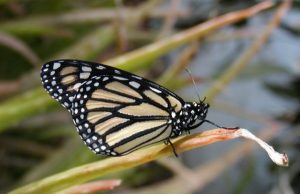 Dramatic decline in western butterfly populations linked to fall warming