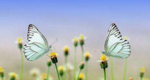 Economic benefits of protecting nature now outweigh those of exploiting it global data reveal