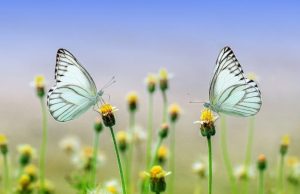 Economic benefits of protecting nature now outweigh those of exploiting it global data reveal