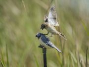 Endangered songbird challenging assumptions about evolution