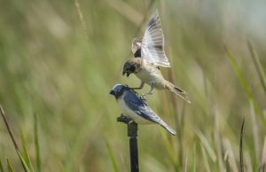 Endangered songbird challenging assumptions about evolution