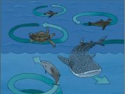 Enigmatic circling behavior captured in whales sharks penguins and sea turtles