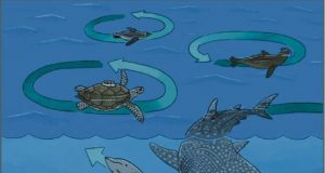 Enigmatic circling behavior captured in whales sharks penguins and sea turtles