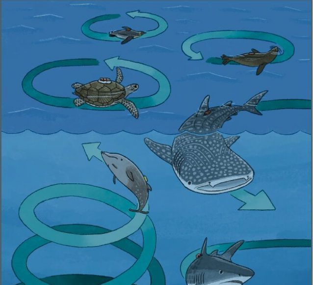 Enigmatic circling behavior captured in whales sharks penguins and sea turtles