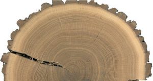 European summer droughts since 2015 unprecedented in past two millennia