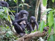 Female wild bonobos provide care for infants outside their social group