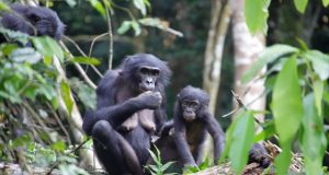 Female wild bonobos provide care for infants outside their social group