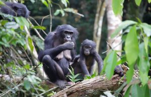 Female wild bonobos provide care for infants outside their social group