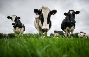 Food drives a third of global emissions