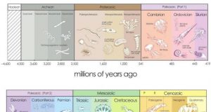Fossil forests under Antarctic ice