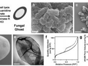 ‘Fungal ghosts’ protect skin, fabric from toxins, radiation Fungal ghosts protect skin fabric from toxins radiation
