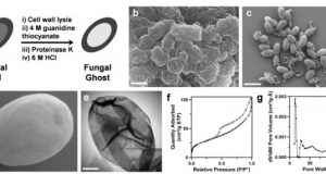 Fungal ghosts protect skin fabric from toxins radiation