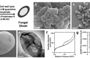 Fungal ghosts protect skin fabric from toxins radiation