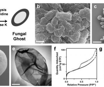 Fungal ghosts protect skin fabric from toxins radiation