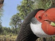 Giant fossil flightless bird had an enormous body but was still bird brained