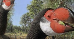 Giant fossil flightless bird had an enormous body but was still bird brained