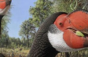 Giant fossil flightless bird had an enormous body but was still bird brained