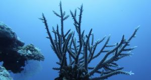 Half a trillion corals