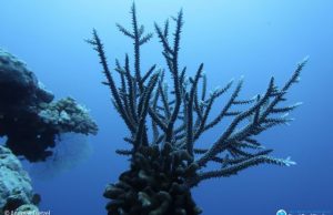 Half a trillion corals