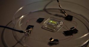 Light emitting tattoo engineered for the first time