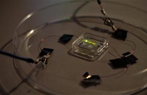 Light emitting tattoo engineered for the first time