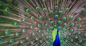 Males give up on trying to attract females when they are in poor condition study finds