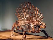 Mammal ancestors moved in their own unique way