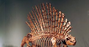 Mammal ancestors moved in their own unique way