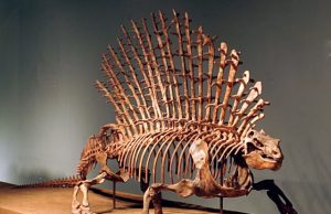 Mammal ancestors moved in their own unique way