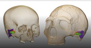 Neandertals had the capacity to perceive and produce human speech