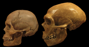 Neanderthal and early modern human stone tool culture co existed for over 100000 years