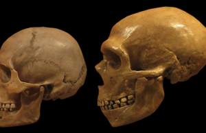Neanderthal and early modern human stone tool culture co-existed for over 100,000 years Neanderthal and early modern human stone tool culture co existed for over 100000 years