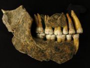 Neanderthals disappeared from Europe earlier than thought says study